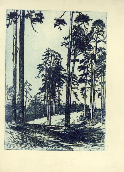 Attēls:Plite Pleita Agenskalna priedes.jpg